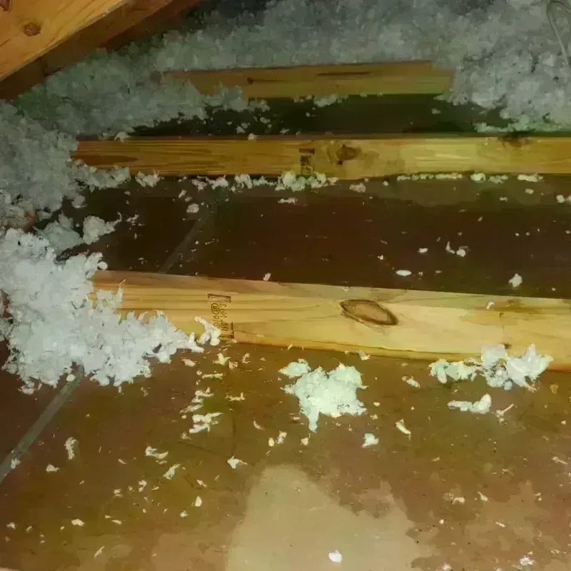 Best Attic Water Damage Service in Caryville, TN